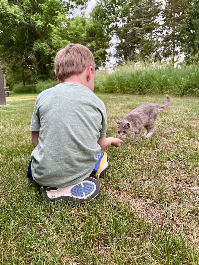 A stray kitten at Blue Mounds State Park