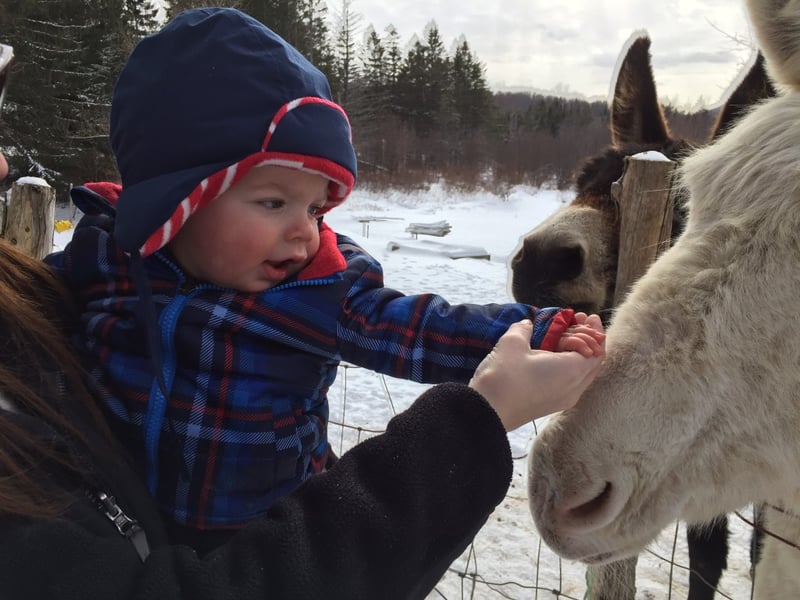 Brian and the donkey