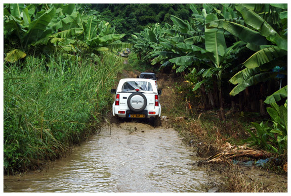 Banana Fields