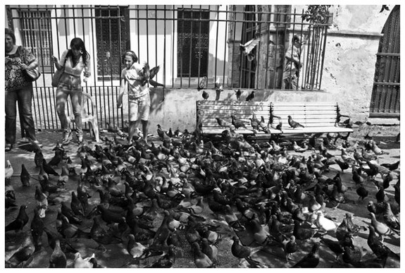 Pigeons in San Juan, Puerto Rico